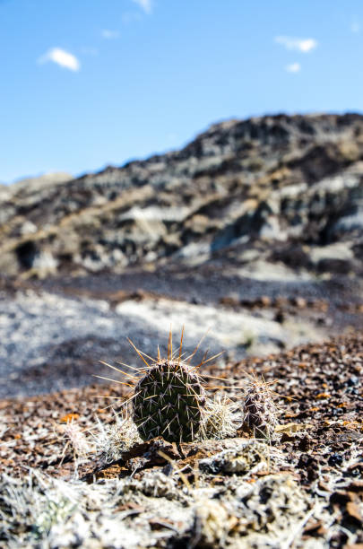 istock Cactus in Horseshoe Canyon in the Badlands Alberta 1321157314