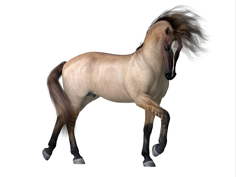 The Grulla Dun is a coat color of many different breeds of horses and is distinguished by a dorsal stripe and barring on legs.