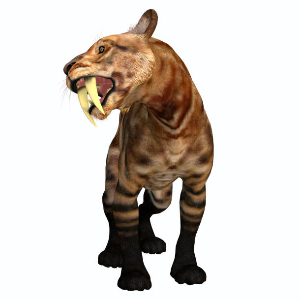 istock Saber-tooth Cat Fangs 1321158154