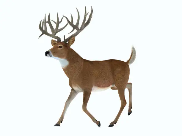 The White tailed deer lives in herds in North and South America and is an abundant wildlife animal.