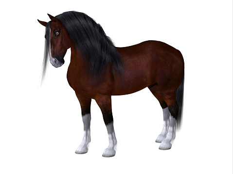 The Clydesdale is a distinctive breed of horse developed in Scotland as a heavy draft to do farm work.