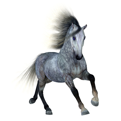 The Dapple Grey is a coat color of many different breeds of horses and is distinguished by a base black color.