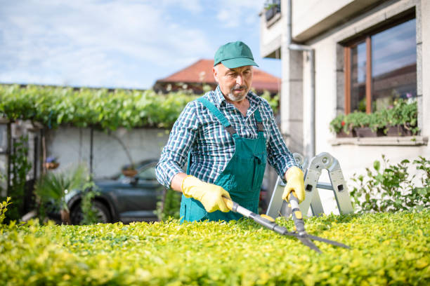 istock Senior gardener is trimming hedge with hedge clippers. 1321159536