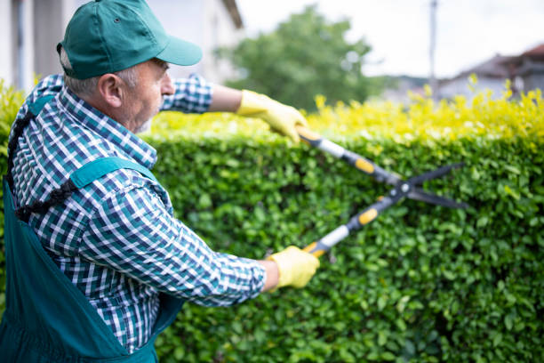 istock Gardener trimming hedge with garden scissors. 1321159537