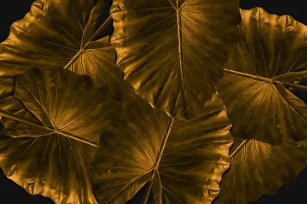 Vector illustration of Background of gold leaves