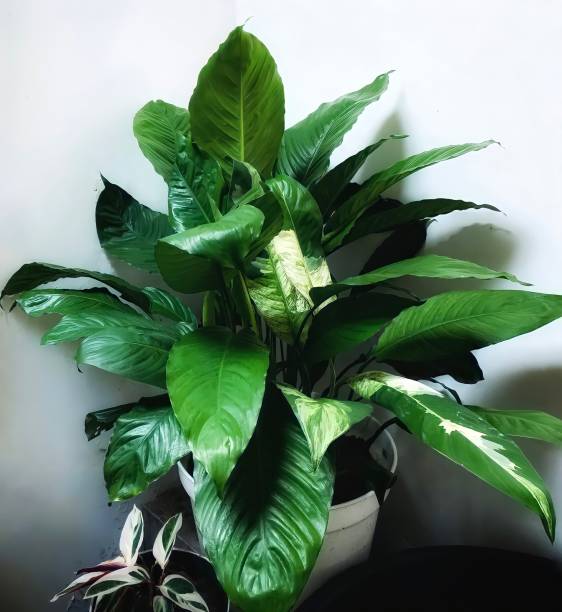 istock Peace Lily Indoor Plant 1321160967