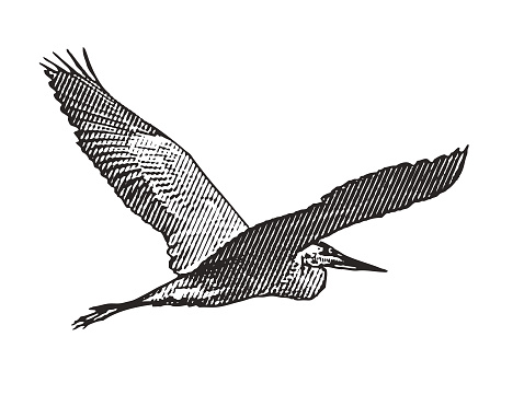 Great Blue heron flying
