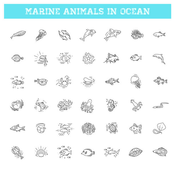 ilustraciones, imágenes clip art, dibujos animados e iconos de stock de peces y animales marinos salvajes en el océano. - piraña