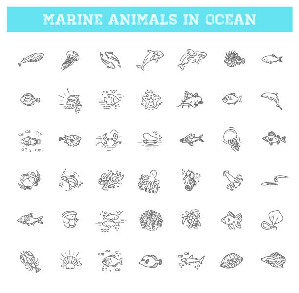 illustrations, cliparts, dessins animés et icônes de poissons et animaux marins sauvages dans l’océan. - piranha