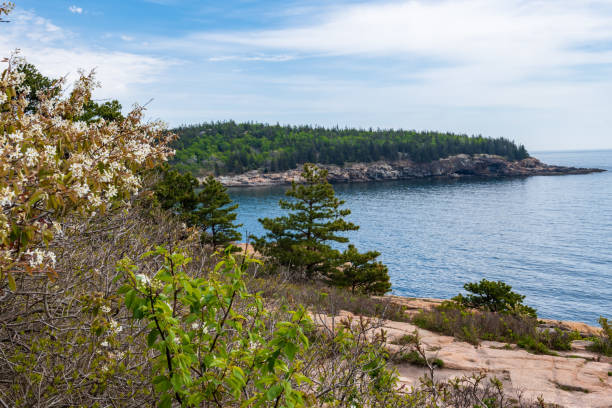 istock Thunder Hole in Acadia National Park 1321162134