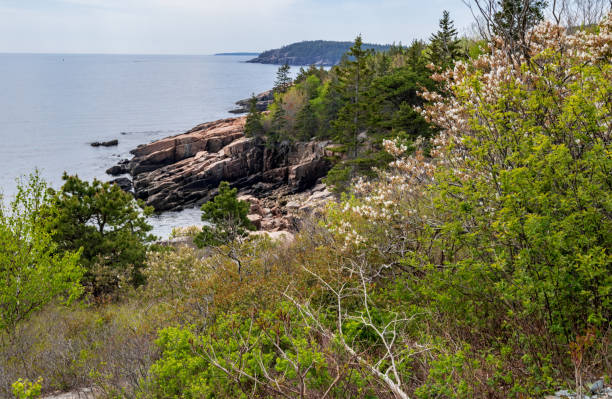 istock Thunder Hole in Acadia National Park 1321162186