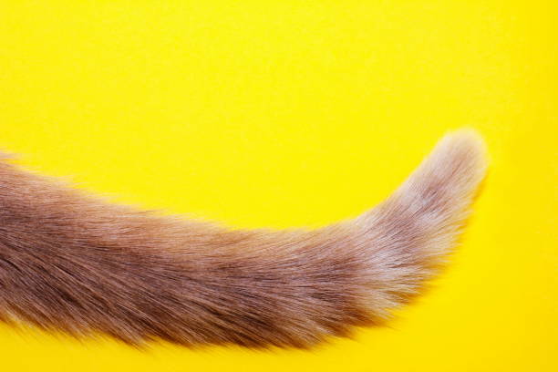 The tip of a red cat's tail. The tip of a red cat's tail on a yellow background. tail stock pictures, royalty-free photos & images