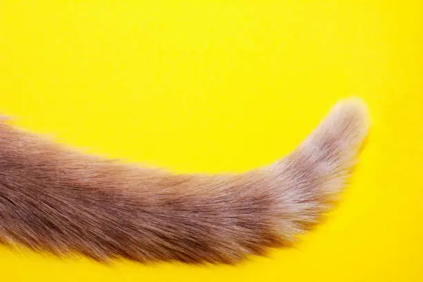 The tip of a red cat's tail on a yellow background.