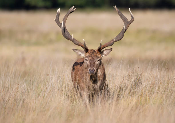 istock Red deer stag during rutting season in autumn 1321165105