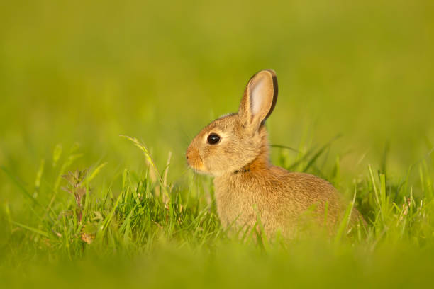 istock Close up of a cute little rabbit sitting in grass 1321165111