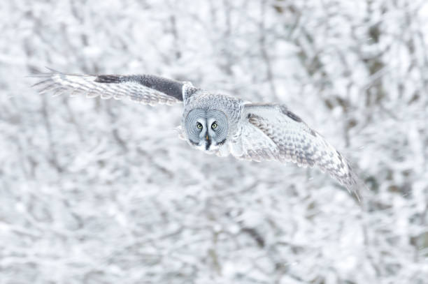 istock Close up of a Great grey owl in flight 1321165136