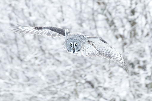 Close up of a Great grey owl (Lapland owl) in flight, Finland.