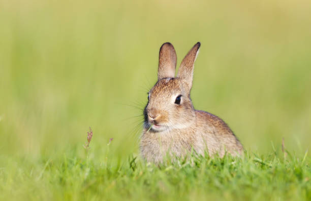 istock Close up of a cute little rabbit sitting in grass 1321165145