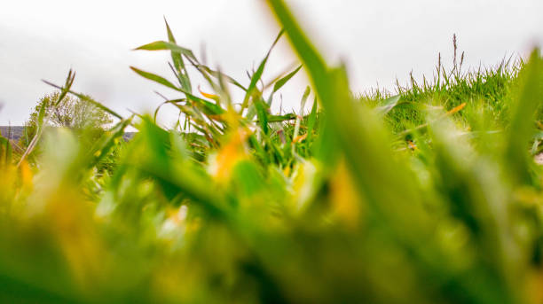 ciel et herbe verte fond champ photo de stock. fleurs, feuilles, branches. - spring daffodil flower sky photos et images de collection