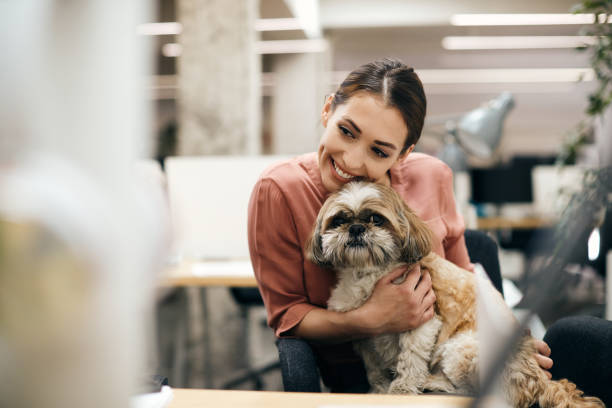 Happy businesswoman enjoying with her dog on a break in the office. Young happy businesswoman holding her dog while taking a break from work in the office. tibetan lion dog stock pictures, royalty-free photos & images