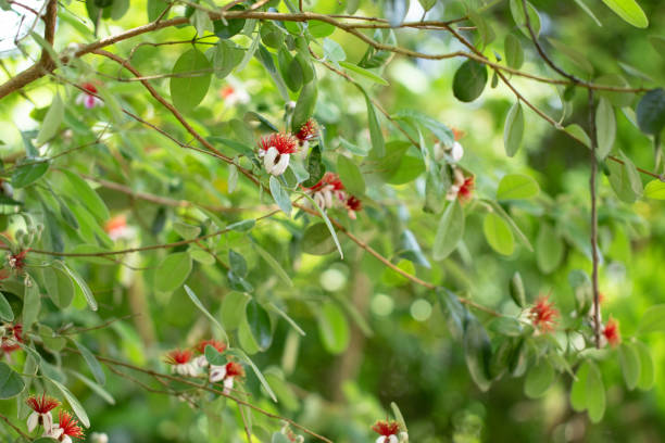 istock red and white Feijoa flower 1321165885