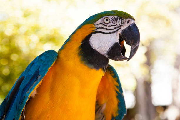 Parrot.