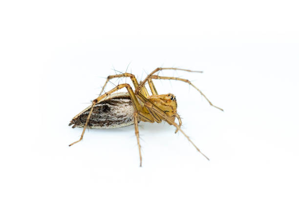 istock Image of lynx spider (hamadruas sp.) on white background. Insect. Animal 1321166383