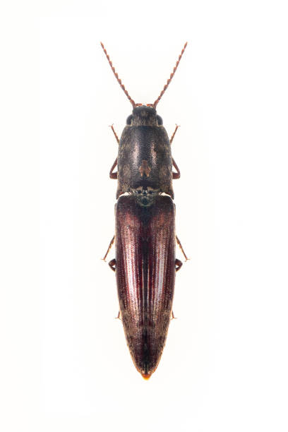 istock Image of click beetle isolated on white background. Insect. Animal. 1321166477