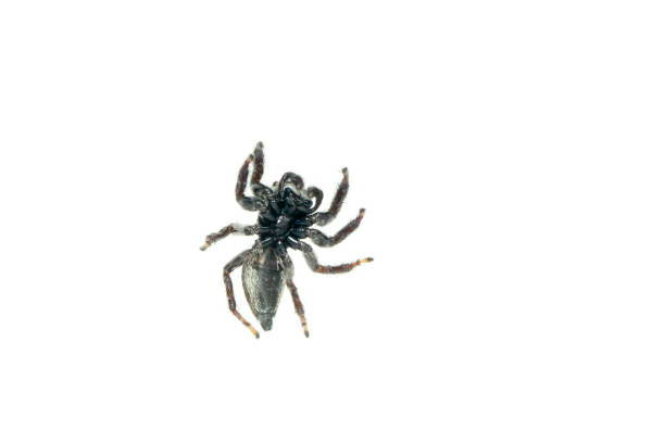 istock Image of biting jumping spider (Opisthoncus mordax) on white background. Insect. Animal 1321166538