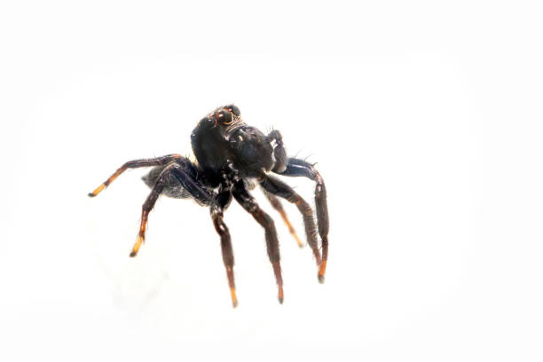 istock Image of biting jumping spider (Opisthoncus mordax) on white background. Insect. Animal 1321166543