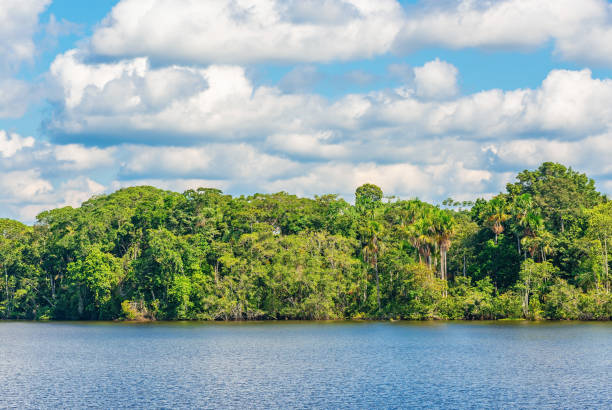 forêt amazonienne d’été - orinoco river photos et images de collection