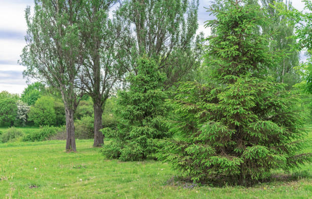 istock Evergreen coniferous spruce with a beautiful crown in a city park. 1321167426