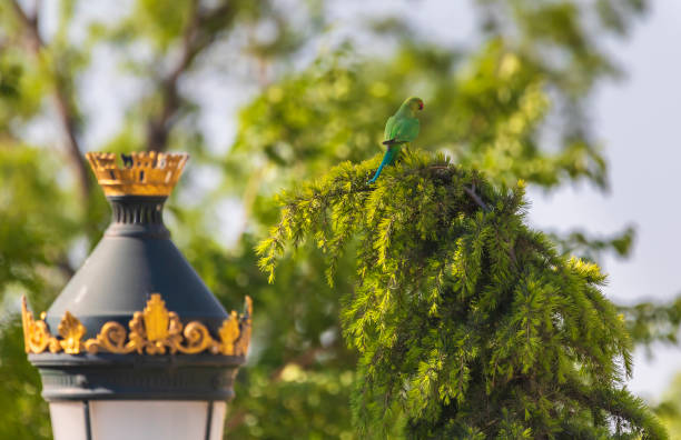 Indian ringed parrot sitting on a Christmas tree in the park