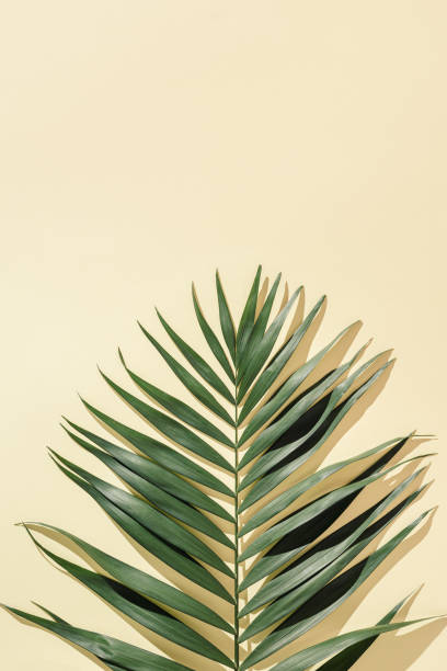 fundo mínimo de verão com folhas de palmeira verde natural com sombras solares. foto estética colorida em pastel com planta de palmeira. - palmleaf - fotografias e filmes do acervo