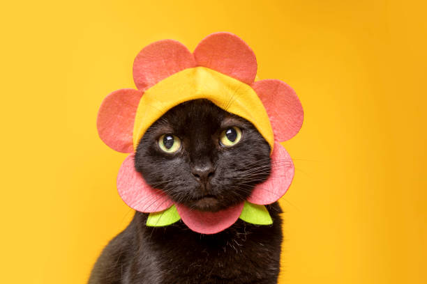 Adorable Black Cat in Flower Hat on Yellow A super cute photo of a black cat in a flower hat photographed in a studio on a yellow background. cat with clothes stock pictures, royalty-free photos & images