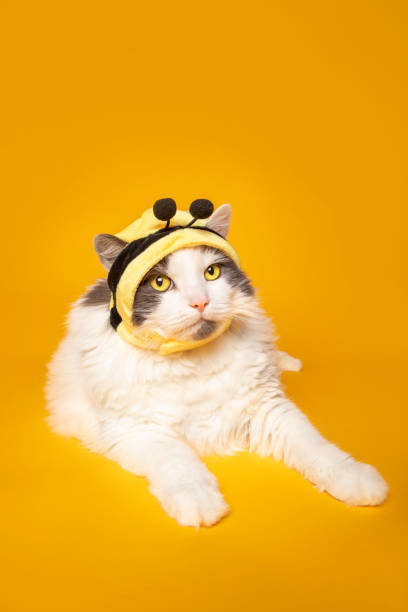 istock Bumble Bee Kitty Cat on Yellow 1321168538