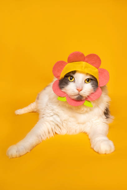 istock Cute Cat in Flower Hat on Yellow 1321168634