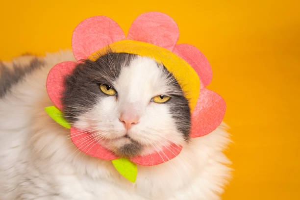 A cute cat wearing a flower hat squinting he eyes in disgust at the camera.