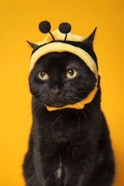 Cat Dressed as Bumble Bee and Kind of Mad About it A humorous image of a black cat in a bumble bee hat and looking kind of mad about it. bee costume stock pictures, royalty-free photos & images