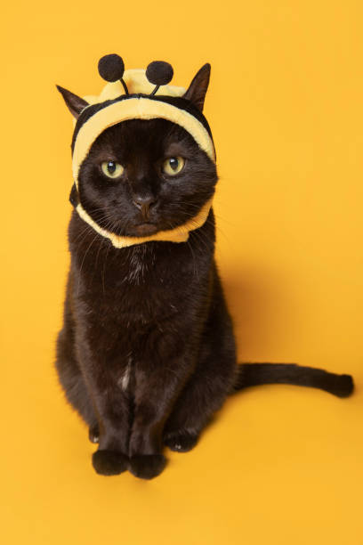 Sitting Kitty Dressed as Bumblebee A humorous image of a black cat dressed as a bumblebee on a yellow background. bee costume stock pictures, royalty-free photos & images