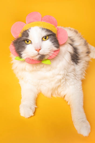 istock Funny Cat in Flower Hat 1321168805