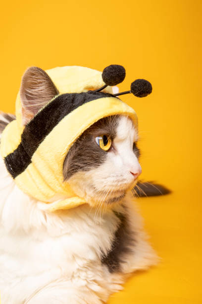 profil kota w kapeluszu pszczelim - photography close up side view halloween zdjęcia i obrazy z banku zdjęć