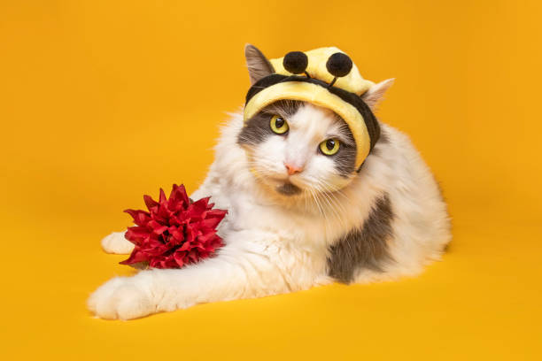 istock Big Kitty in Bumble Bee Hat With Flower 1321168864