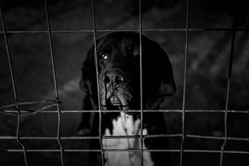 Locked kennel dogs abandoned, sadness