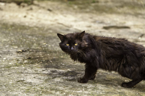 istock Persian cat on street 1321169053
