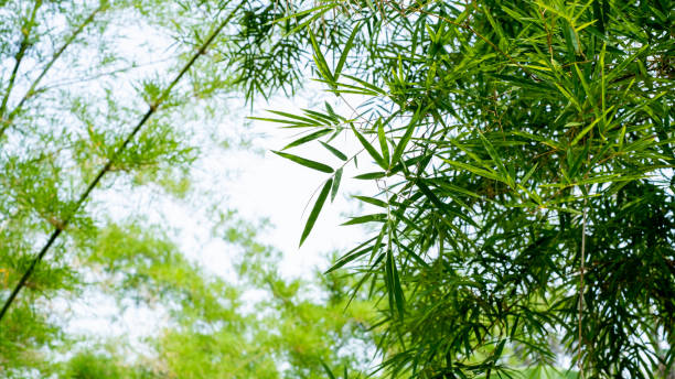 istock Bamboo leaves on bamboo background white background 1321170281