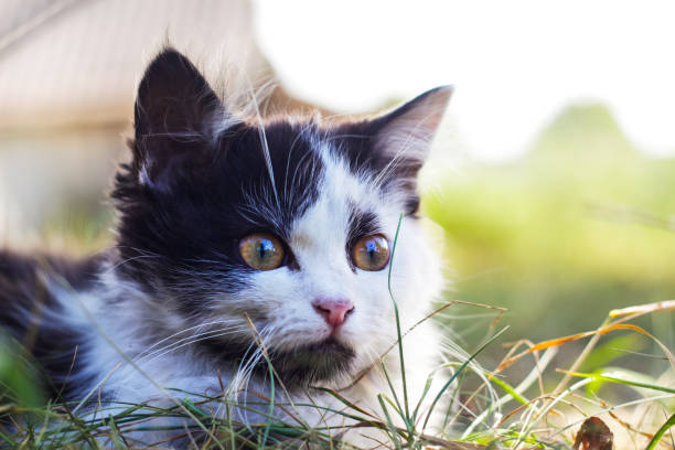 istock Defocus cute surprised black and white cat, kitten with different yellow eyes seating on summer grass. Pet love background. Kitten hunting. Fur fluffy mammal animal. Out of focus 1321170311
