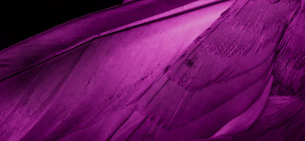 istock Violet feather pigeon macro photo. texture or background 1321171448