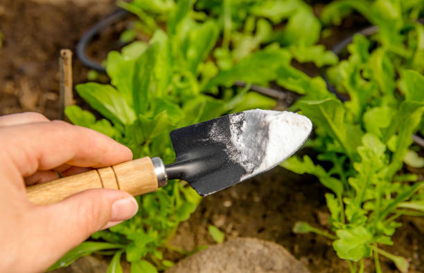 Selective focus on person hand holding gardening trowel spade with pile of baking soda, blurred salad plants. Using baking soda, sodium bicarbonate in home garden and agricultural field concept. Selective focus on person hand holding gardening trowel spade with pile of baking soda, blurred salad plants. Using baking soda, sodium bicarbonate in home garden and agricultural field concept. herbicide stock pictures, royalty-free photos & images