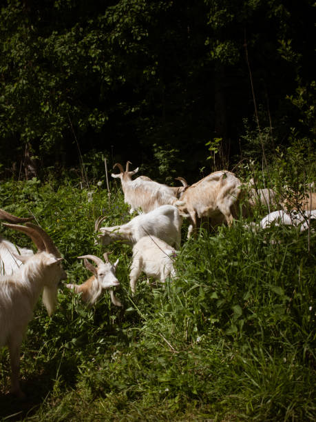 White goats grazing in the woods and eating grass